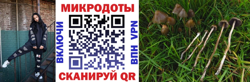 Псилоцибиновые грибы Psilocybine cubensis  Купить где  Выборг 